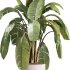 indoor plants – 39 plant in pot_corona - Thumbnail 1