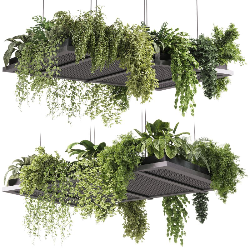 indoor plants – 51 Hanging indoor plant - Image 2