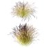 Carex Elata Aurea Grass 03 - Thumbnail 1