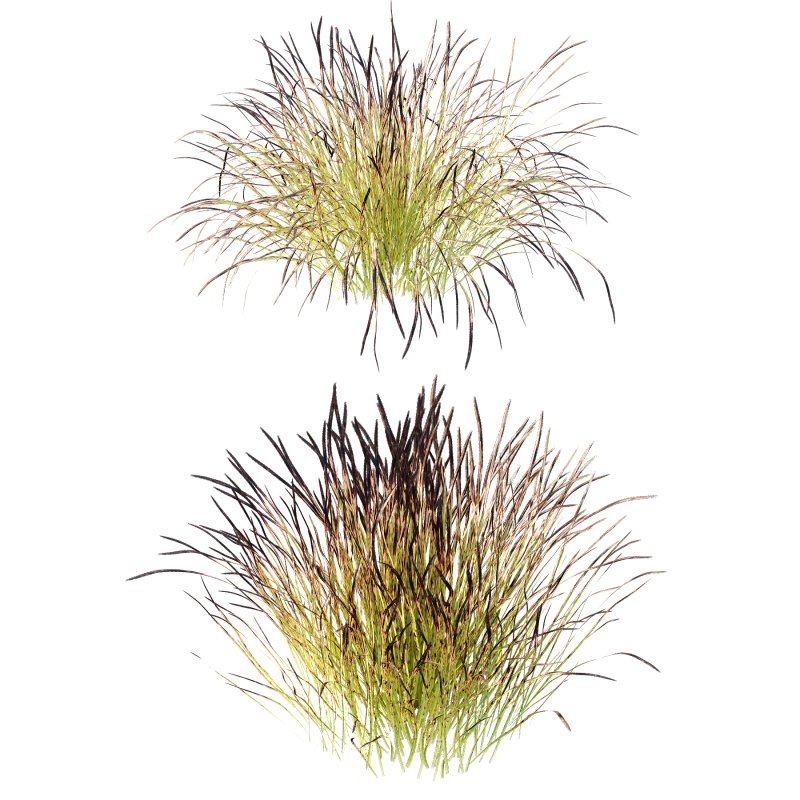 Carex Elata Aurea Grass 03 - Image 1