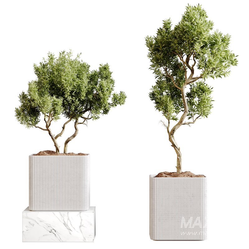 indoor plants 101 – plant collections in pot - Image 1