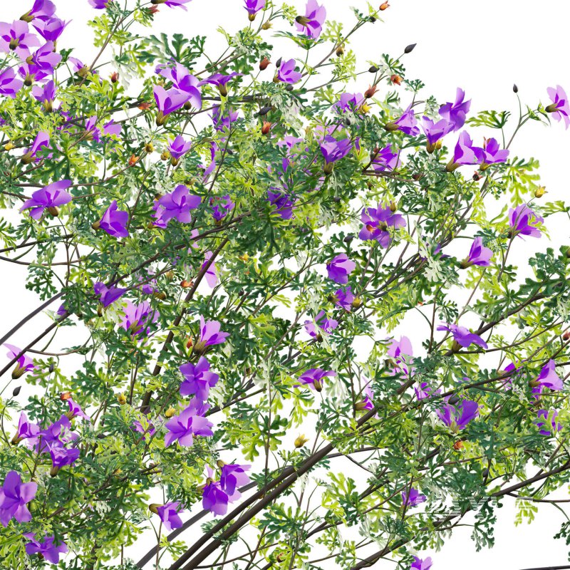 Alyogyne huegelii – Blue Hibiscus 02 - Image 5