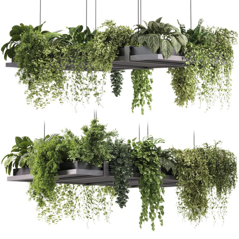 indoor plants – 51 Hanging indoor plant - Image 3