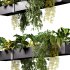 Hanging indoor Plants 04 - Thumbnail 1
