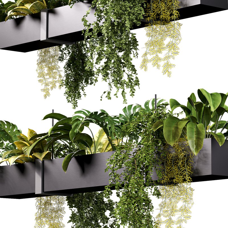 Hanging indoor Plants 04 - Image 1