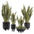 Indoor Plant 05-Sansevieria Plant - Thumbnail 1