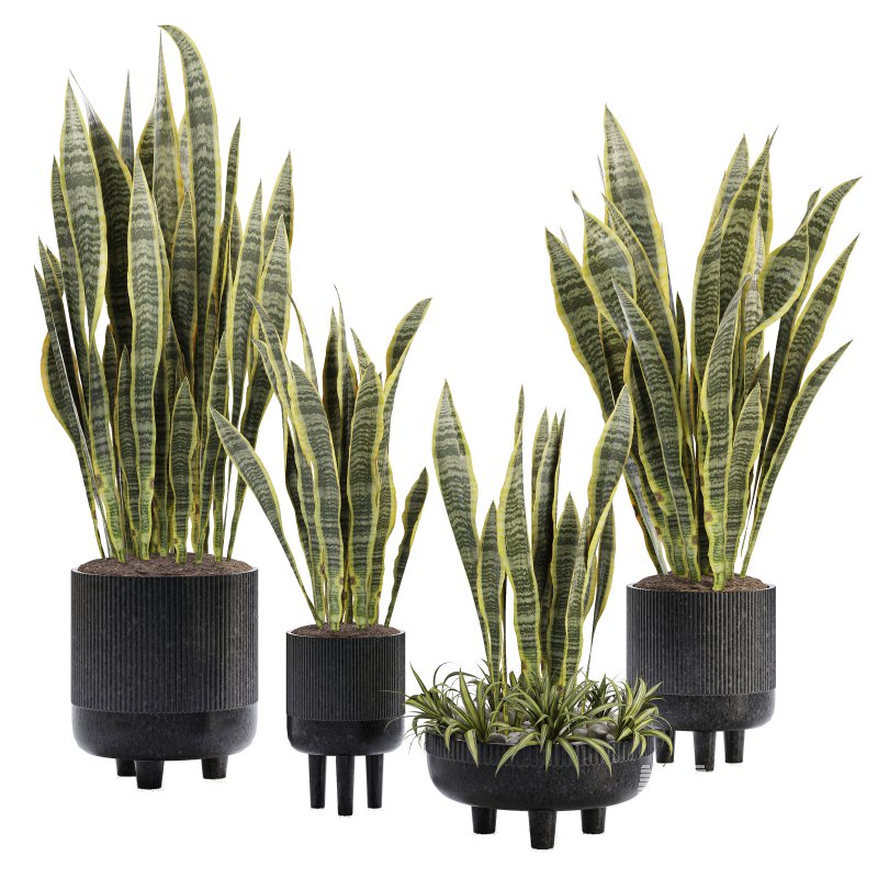 Indoor Plant 05-Sansevieria Plant - Image 1