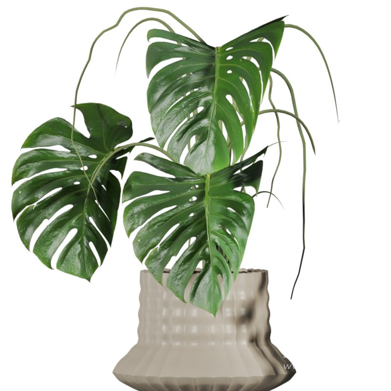 plants set on shelf - Image 3