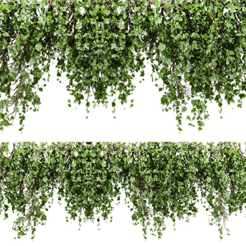 ivy plants - Image 2