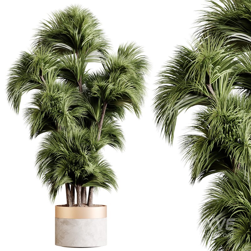 Indoor plants 86 – Plant in pot - Image 3