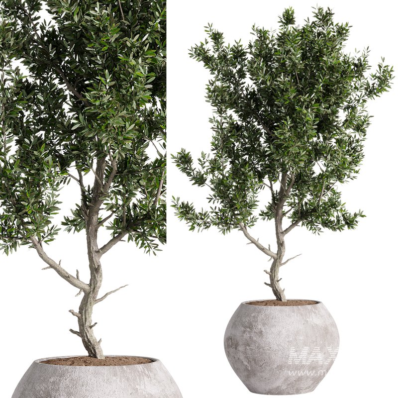 indoor plants – 44 plant in pot - Image 6