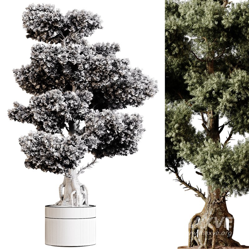 Indoor plants 83 – Plant in pot - Image 3