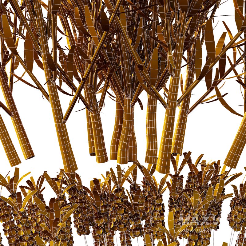 plant bush Flower Lavandula pedunculata 07 - Image 7