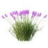plant Grass Flower Lavandula pedunculata 02 - Thumbnail 2