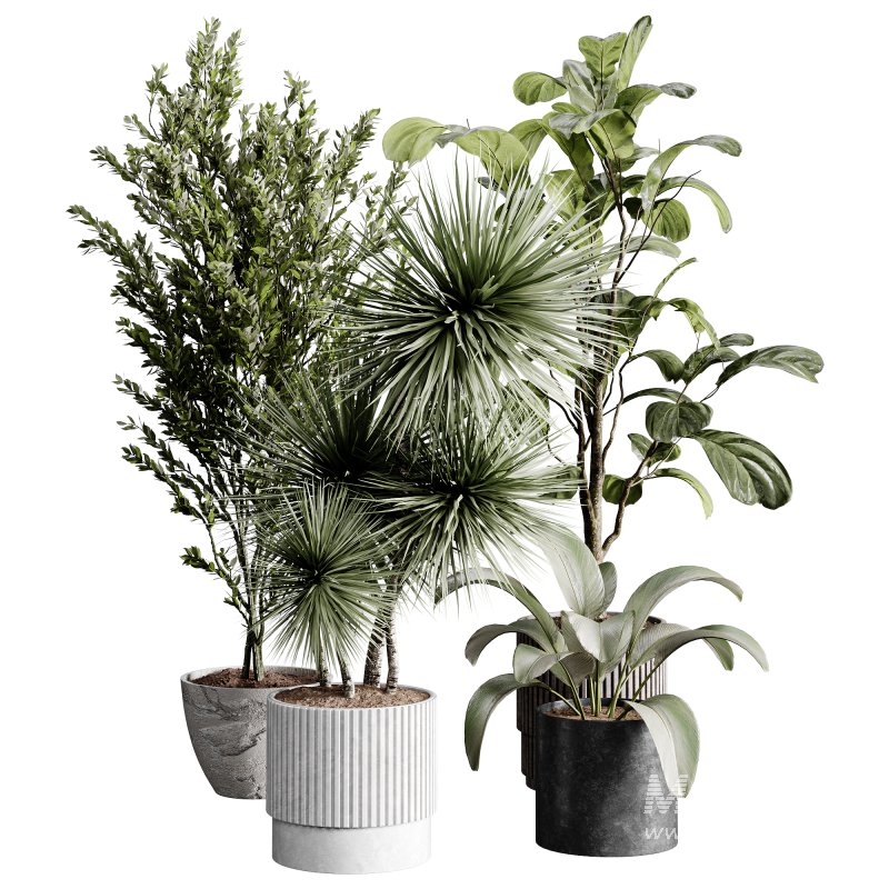 indoor plants 119 – plant collections in pot - Image 4