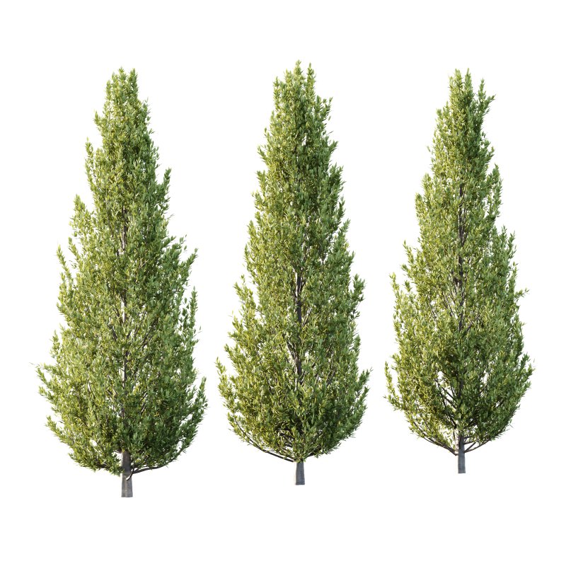 Fagus Grandifolia Tree 03 - Image 3