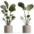 AV Indoor Plants Set 273 Banana Strelitzia Nicolai and Citrus Fruit Orange Tree and Japandi Ficus Dracaena Marginata - Thumbnail 3
