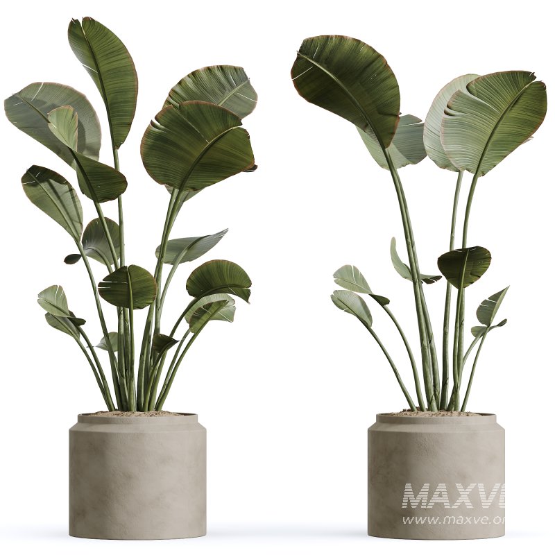 AV Indoor Plants Set 273 Banana Strelitzia Nicolai and Citrus Fruit Orange Tree and Japandi Ficus Dracaena Marginata - Image 3