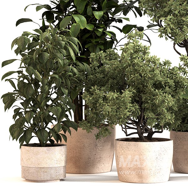 Indoor Plant Set 0152 - Image 2