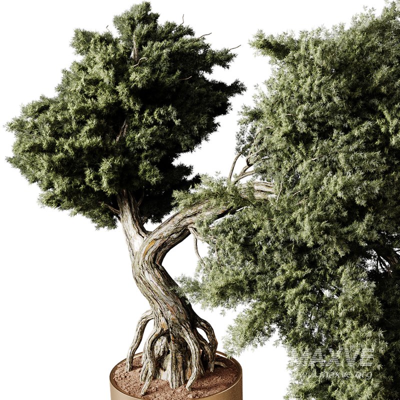 Indoor plants 82 – Plant in pot - Image 1