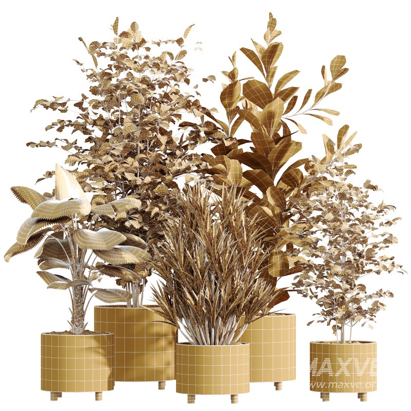 AV Indoor Plants Set 247 Ficus Indian and Hazel Erle and Yucca Elephantipes and Fan Palm - Image 5