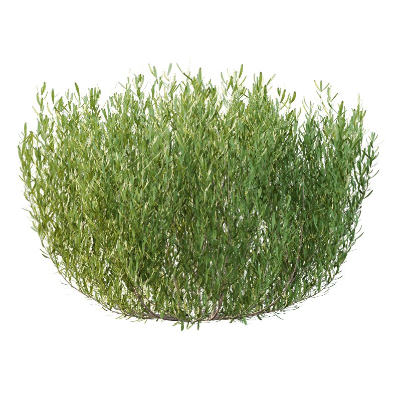 plant bush Lavandula pedunculata 02 - Image 3