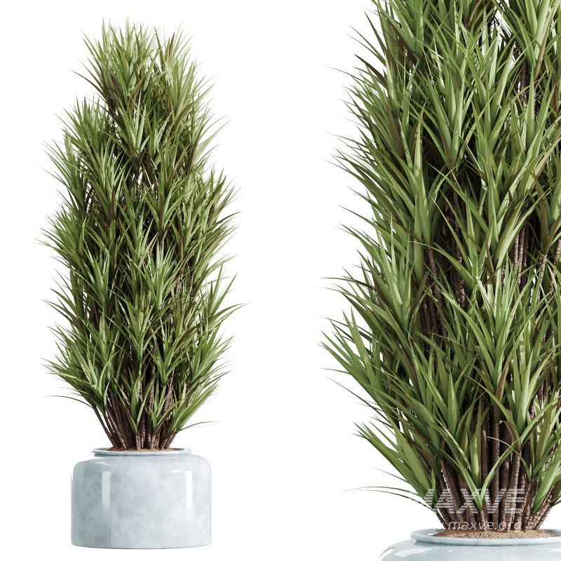 AV Indoor Plants Set 248 Pelagio Palm and Yucca Elephantipes and Cuban Cigar and Olive Elegant and Peace Lily - Image 3