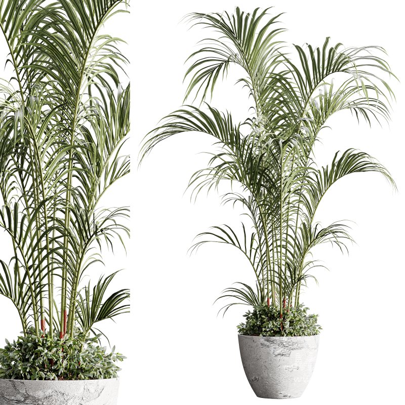 indoor plants 125 – plant in pot - Image 6