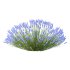 plant bush Flower Lavandula pedunculata 03 - Thumbnail 5