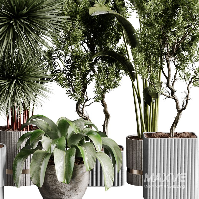 indoor plants 109 – plant collections in pot - Image 6