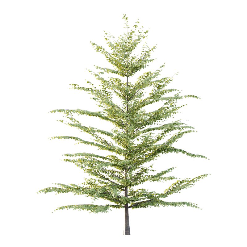 Fagus Grandifolia Tree 07 - Image 2