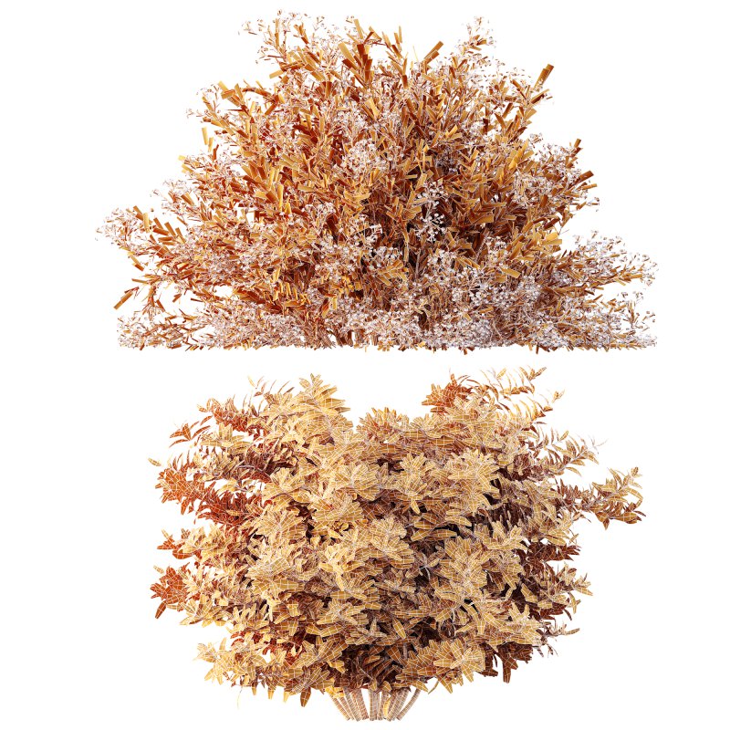 ntal landscapes, where they are prized for year-round texture and subtle seasonal shifts in leaf color. - Image 5