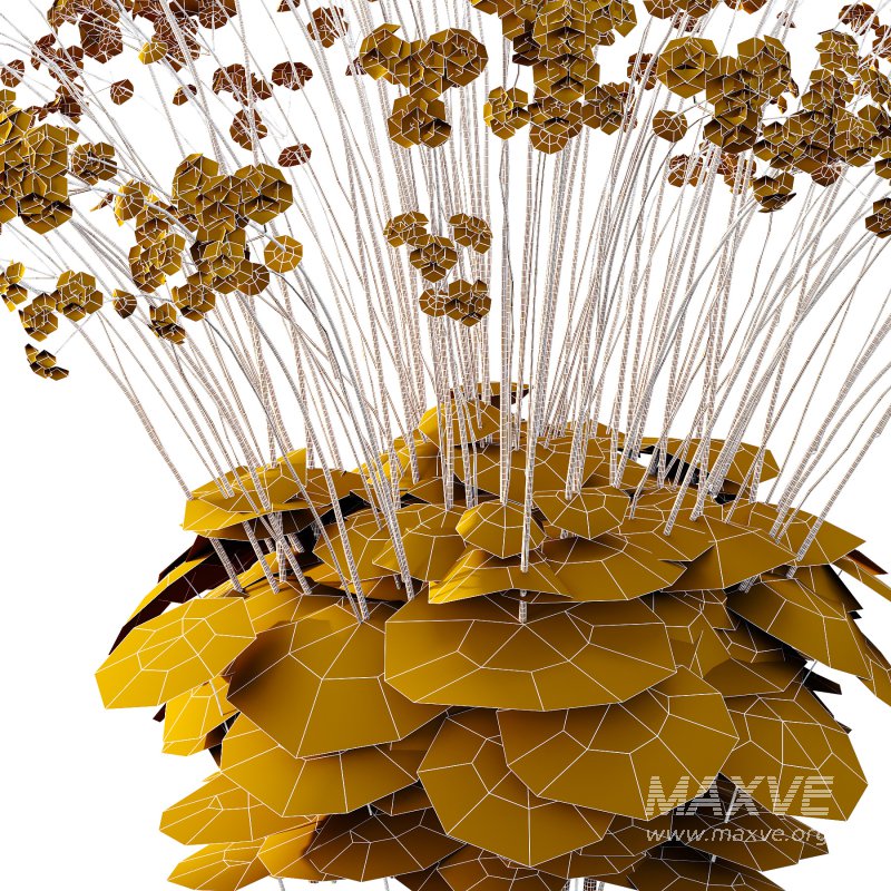 Fagus Grandifolia Tree 11 - Image 4