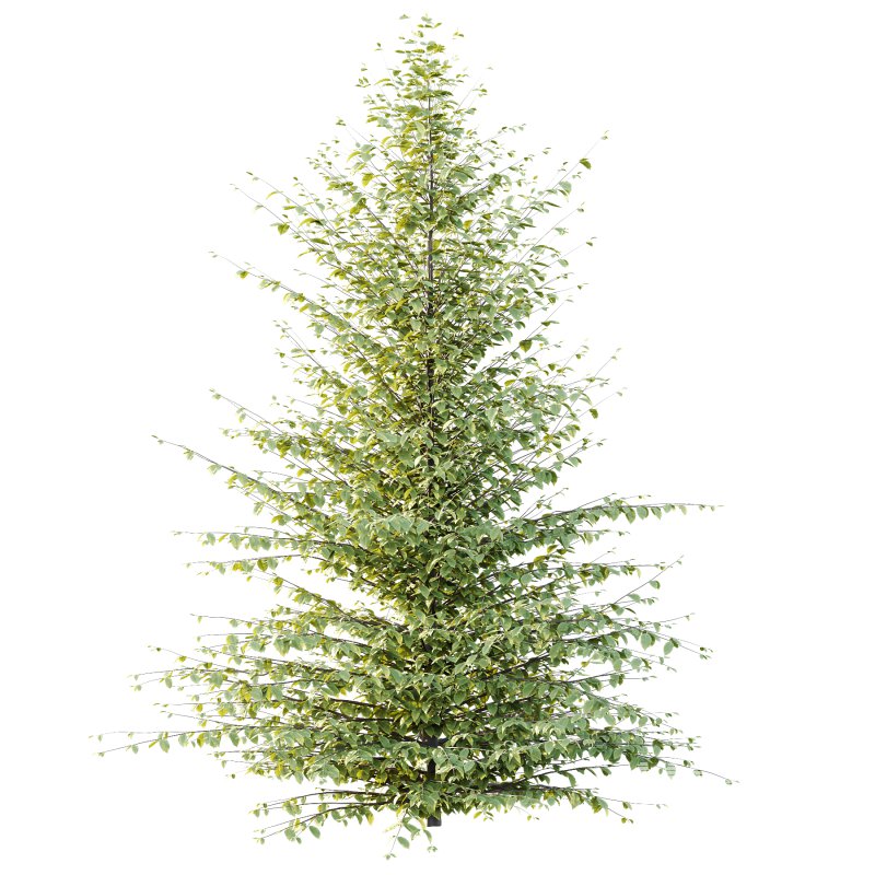 Fagus Grandifolia Tree 06 - Image 4