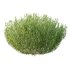 plant bush Lavandula pedunculata 02 - Thumbnail 1