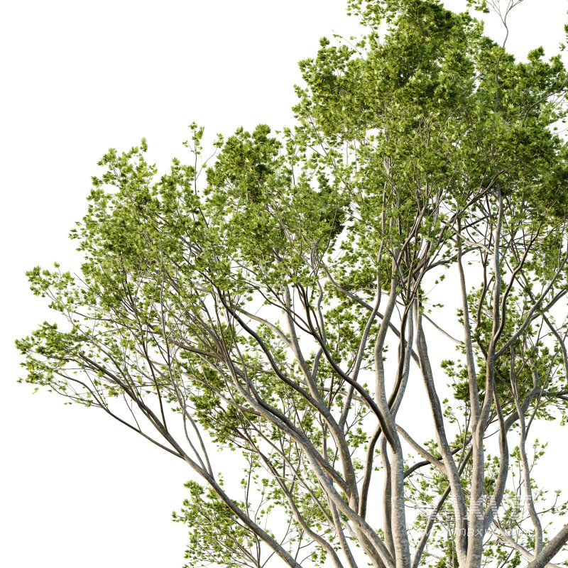 Acer Pseudoplatanus spring trees 03 - Image 2