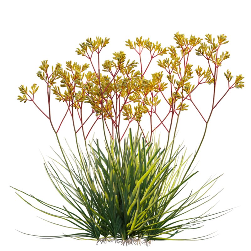 Anigozanthos flavidus – Kangaroo Paw 01 - Image 3