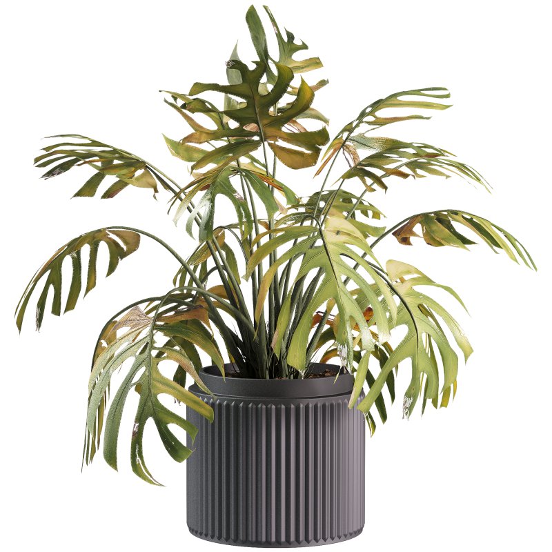 indoor plants – 33 plant in pot - Image 1