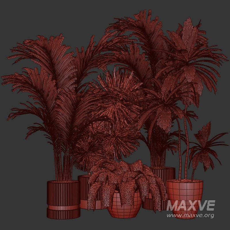 Indoor Plants collection – 71 Plants in pot - Image 2