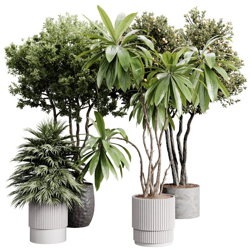 indoor plants 111 – plant collections in pot - Image 5