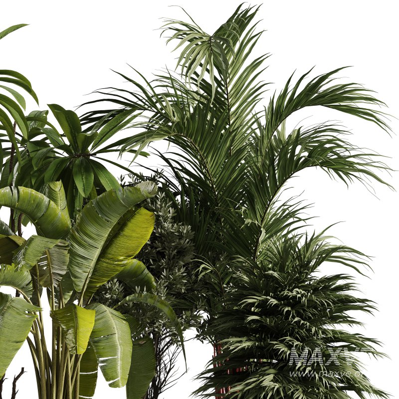 Indoor Plants collection – 72 Plants in pot - Image 2