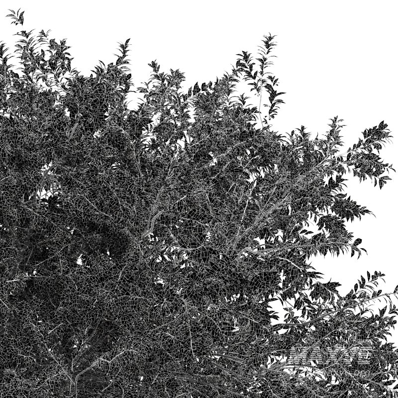 AV Big Joy Perfume Orange Michelia Champaca and Water gum 3 trees - Image 5