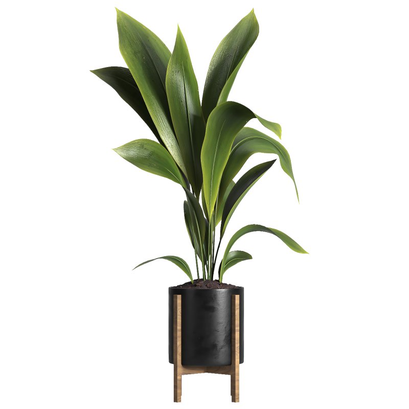 indoor plant 042 - Image 3