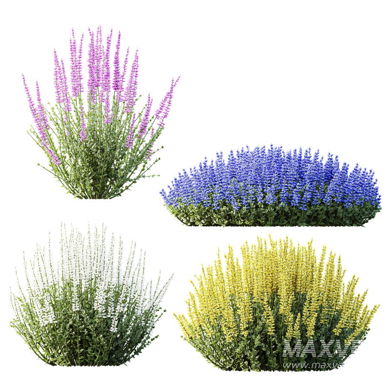 AV Plant Calluna Vulgaris Helena Summer Broom Heather Garden Girls02 - Image 1