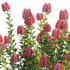 Scarlet Banksia – Banksia coccinea 01 - Thumbnail 2