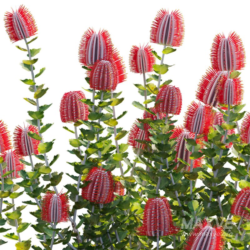 Scarlet Banksia – Banksia coccinea 01 - Image 2