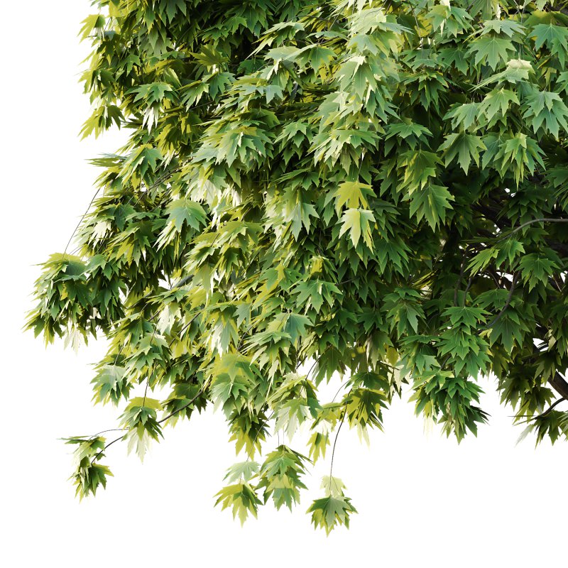 Acer Pseudoplatanus spring trees 05 - Image 6
