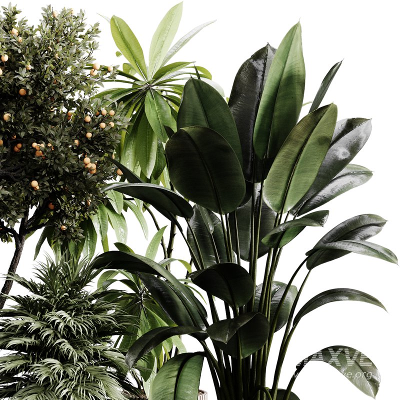 indoor plants 118 – plant collections in pot - Image 3