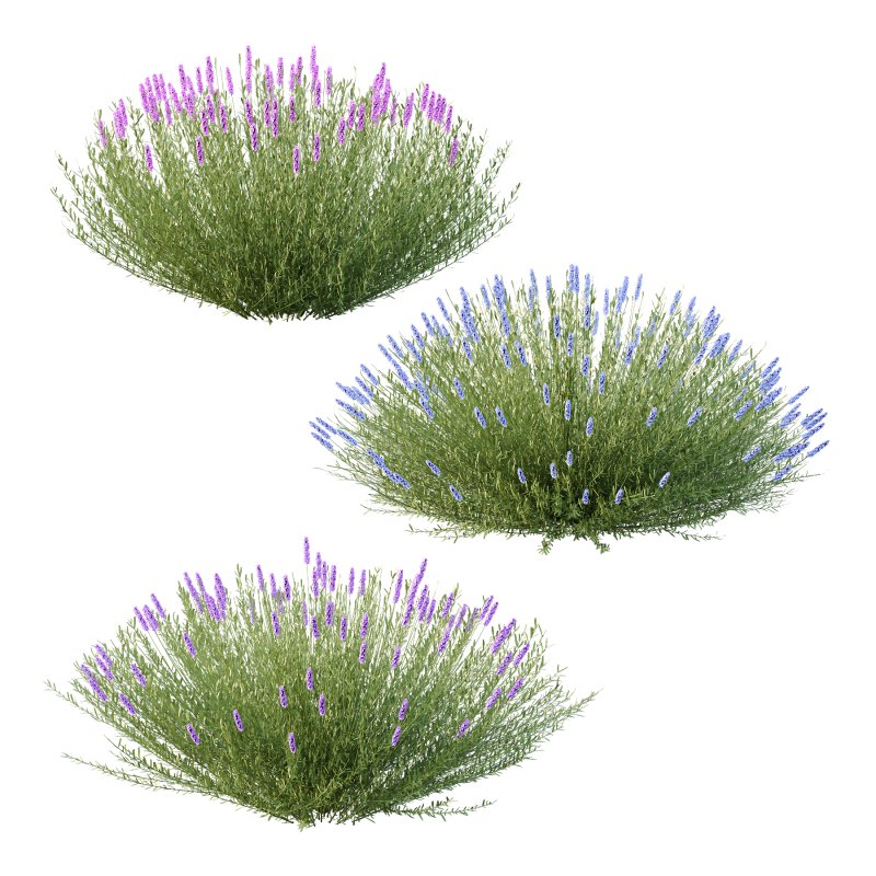 plant bush Flower Lavandula pedunculata 01 - Image 4