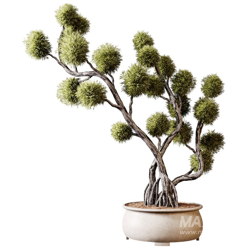 Indoor plants 74 – Bonsai Plant in pot - Image 3